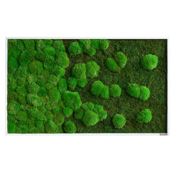 Moosbild Verlauf: Wald- und Kugelmoosbild Verlauf 100x60cm Vollholz (schwarz) Moosbild Verlauf: Wald- und Kugelmoosbild Verlauf 100x60cm Vollholz (schwarz)