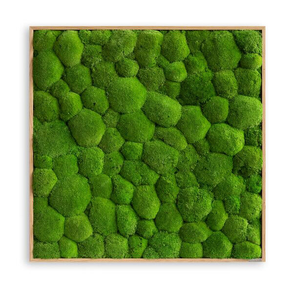 Moosbild: Kugelmoos 80x80  Vollholz (Eichenfurnier) Moosbild: Kugelmoos 80x80  Vollholz (Eichenfurnier)