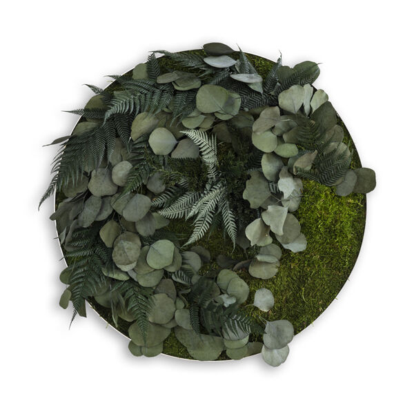 Pflanzenbild: Green Islands Forest 54cm Pflanzenbild: Green Islands Forest 54cm