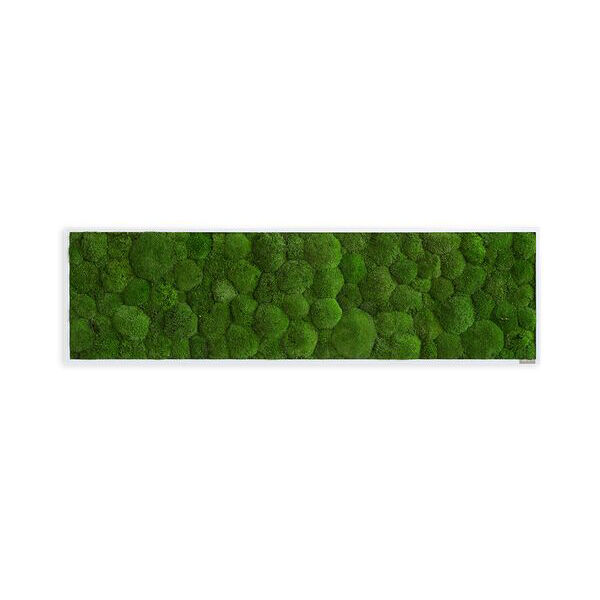 Moosbild: Kugelmoosbild 140x40cm Moosbild: Kugelmoosbild 140x40cm