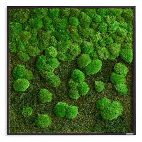 Moosbild Verlauf: Wald- und Kugelmoosbild Verlauf 80x80cm Vollholz (schwarz) Moosbild Verlauf: Wald- und Kugelmoosbild Verlauf 80x80cm Vollholz (schwarz)