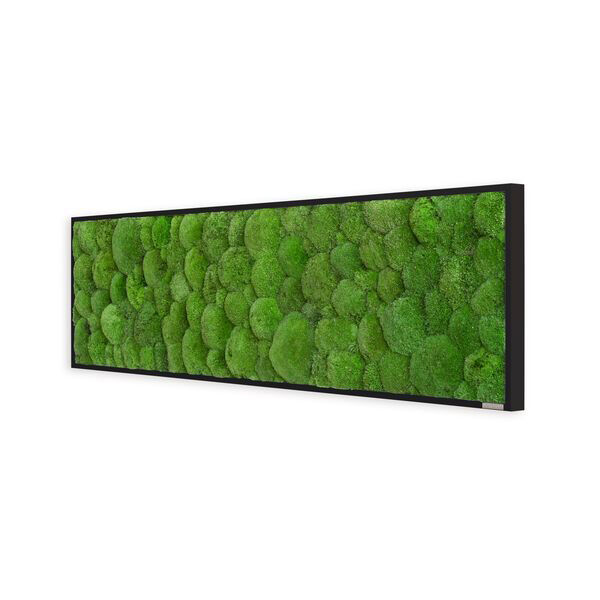 Moosbild: Kugelmoosbild 140x40cm Vollholz (schwarz)