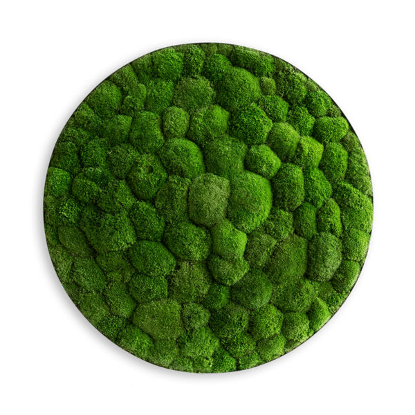Moosbild: Kugelmoos-Ellipsoid 80cm Moosbild: Kugelmoos-Ellipsoid 80cm