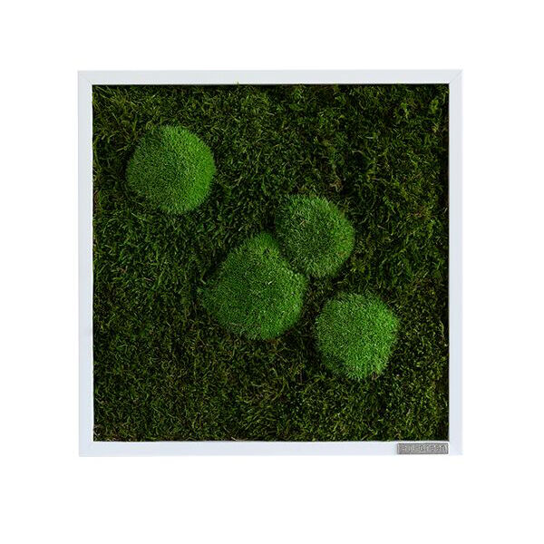 Moosbild: Wald- und Kugelmoosbild 35x35cm