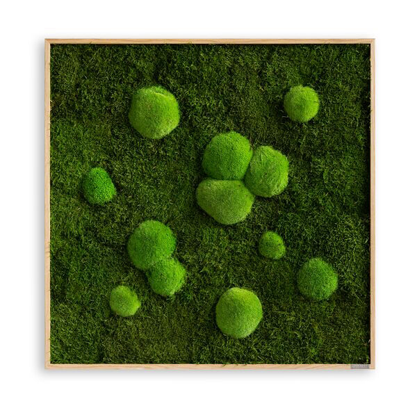 Moosbild: Wald- und Kugelmoosbild 80x80cm Vollholz (Eichenfurnier)