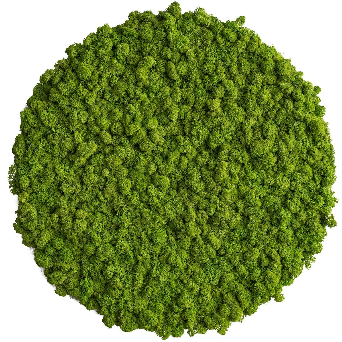 Moosbild: Islandmoos Kreis 54cm Moosbild: Islandmoos Kreis 54cm