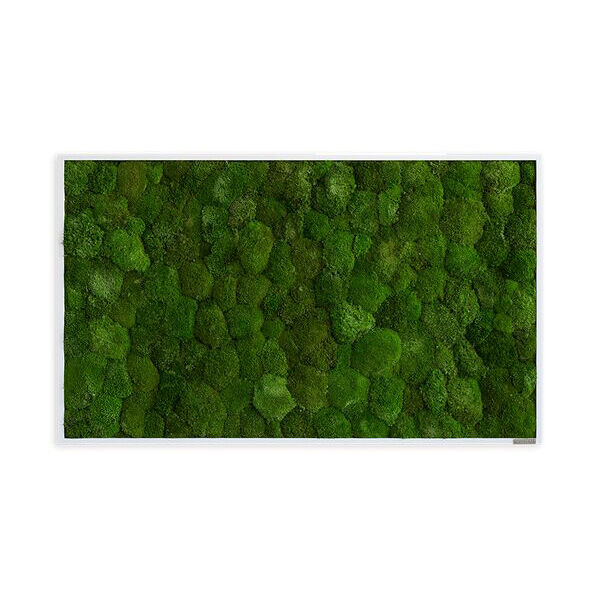 Moosbild: Kugelmoosbild 100x60cm Moosbild: Kugelmoosbild 100x60cm