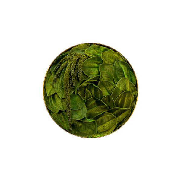Pflanzenbild: Velvet Leafs Kreis 22cm - Swirl  Pflanzenbild: Velvet Leafs Kreis 22cm - Swirl