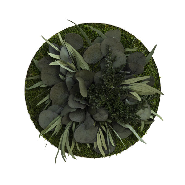 Pflanzenbild: Green Islands Bloom 34cm Pflanzenbild: Green Islands Bloom 34cm
