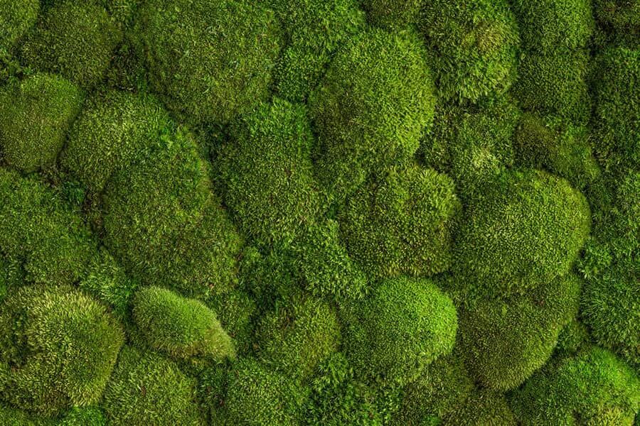 Kugelmoos für Mooswände Begrünungstyp Kugelmoos für Mooswände